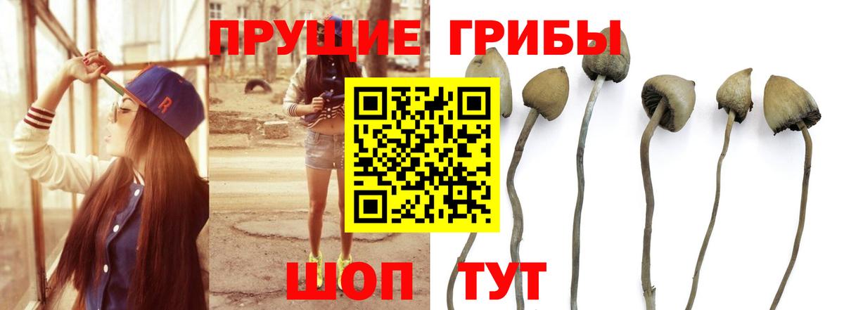 Галлюциногенные грибы GOLDEN TEACHER Гатчина